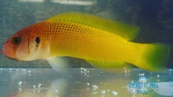 Jaguar Dottyback in stock at...