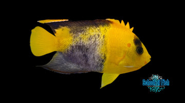 Aberrant Bicolor Angel