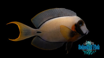 Chocolate TAng CT1 7"