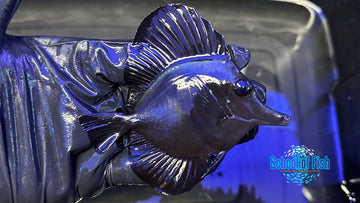 Black Tang BT1 3"