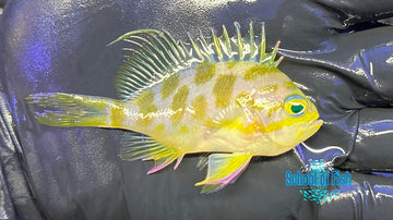 Borbonious Anthias BA3