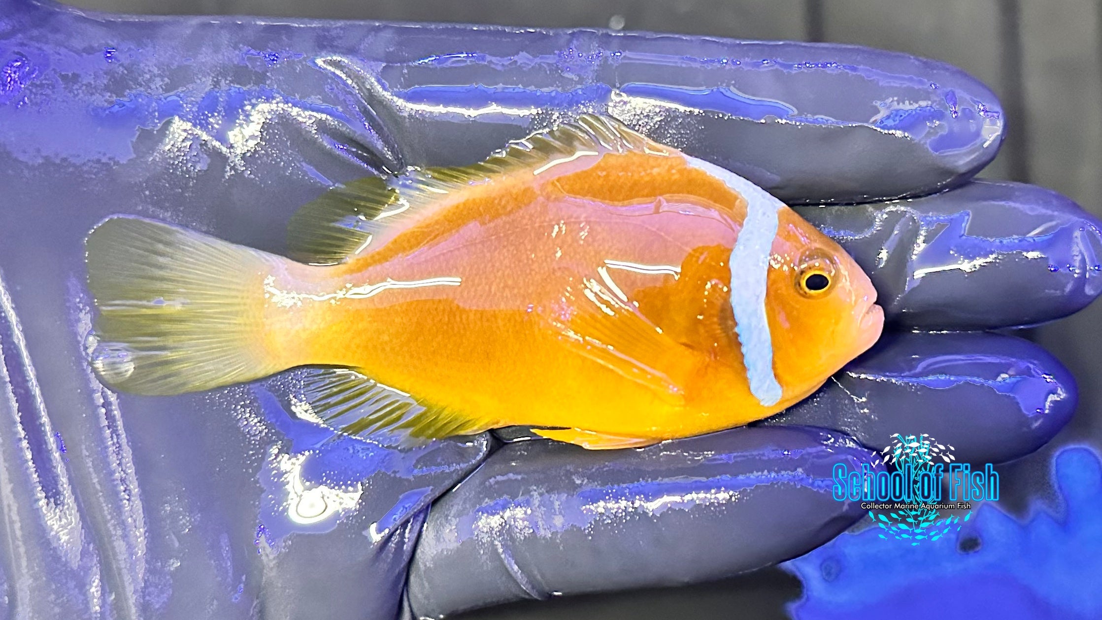 White Bonnet Clownfish WILD WBC1