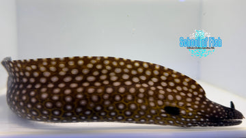 Brazilian Dragon Eel BDE1