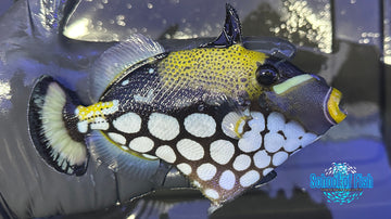 Clown Triggerfish CT1 6"
