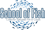 School of Fish LLC: Collector Quality Saltwater Fish | School of Fish Online Store