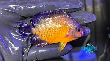 Coral Beauty Lautoka Orange CBA1