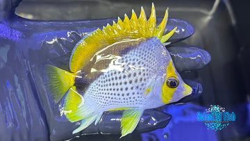 Declivis Marquesas Butterflyfish DB5