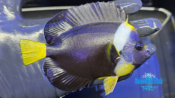 False Personifer Angelfish Male FPA1