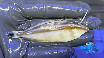 Rhinoceros Leatherjacket Filefish RFF2