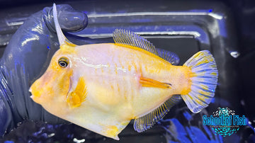 Aberrant Broom Filefish ABF1 - 0