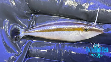 Rhinoceros Leatherjacket Filefish RFF1