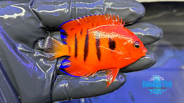 Flame Angelfish X-mas Island Female FA1