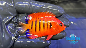 Flame Angelfish X-mas Island Male FA4