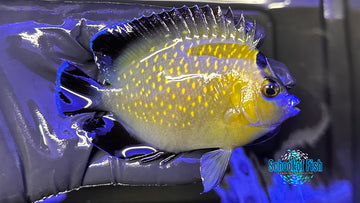 Goldflake Angelfish WILD GFA3