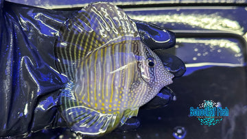 Heart Desjardini Tang 4"