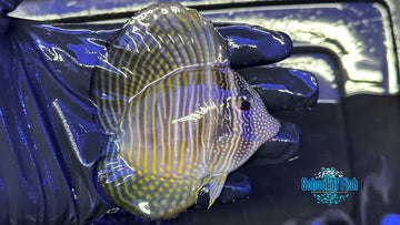 Heart Desjardini Tang 4"