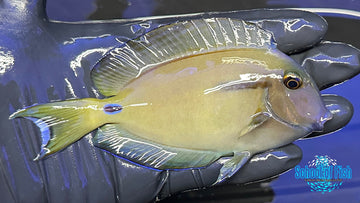 Orange Shoulder Hybrid Tang OSHT1