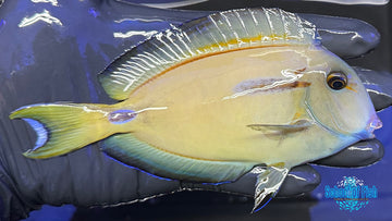 Orange Shoulder Hybrid Tang OSHT2