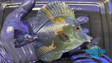 Blue Koi Scopas Tang BKT2