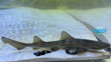 Japanese Banded Hound Shark BHS1