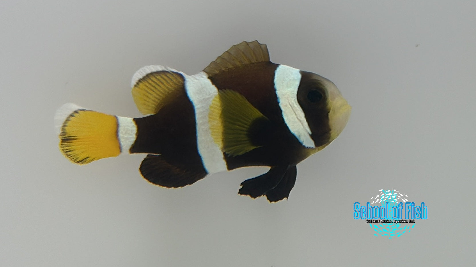 Wideband Clownfish Bonded Pair Captive Bred LCP1