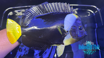 False Personifer Angelfish Male FAM1