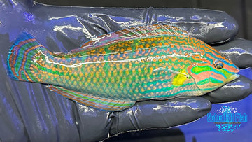 Melanarus Wrasse Male MW1