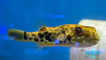 Cross River Pufferfish CRP1 FRESHWATER