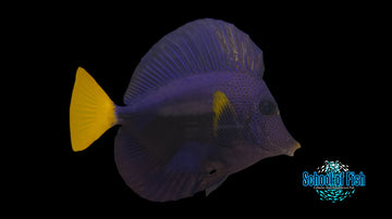 Purple Tang Med PT1