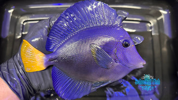 Purple Tang PT2 8"
