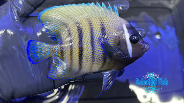 Six Bar Angelfish Adult SBA1