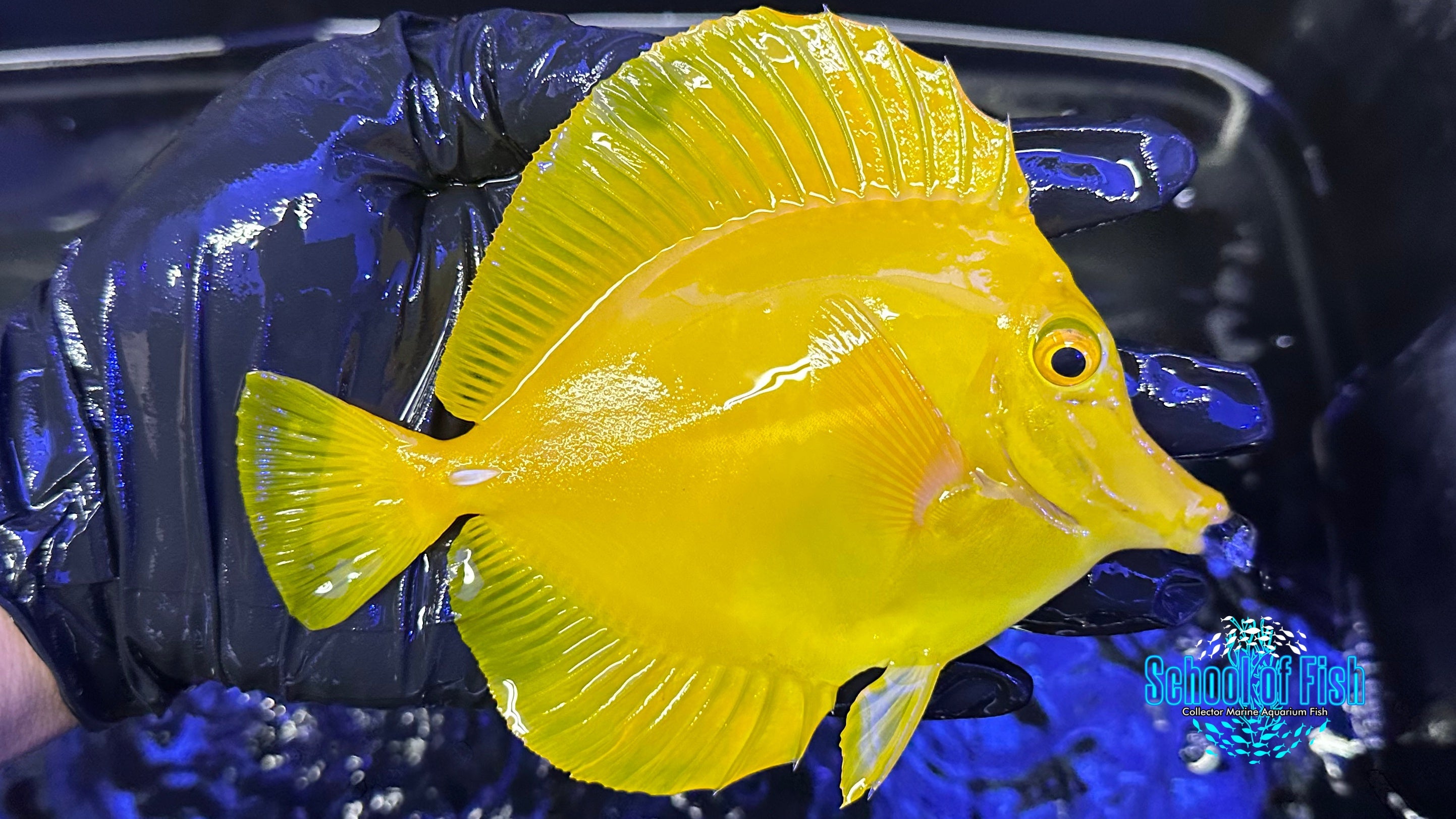 Wild Yellow Tang XL #9 | School of Fish Online Store