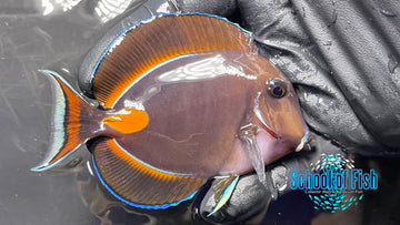 Achilles Tang Juv ATJ3