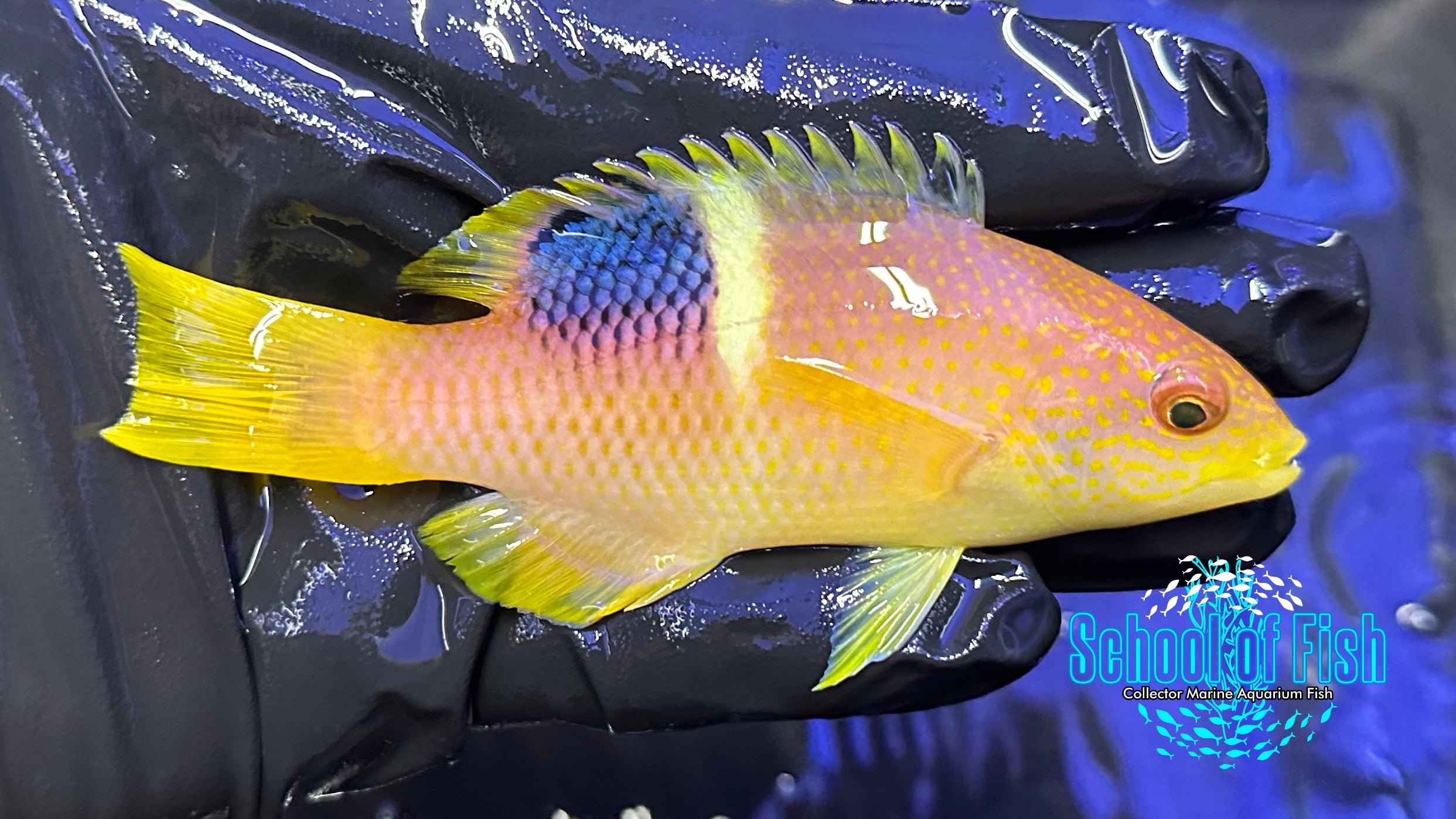 Marine Fish Tropical Fish Mail Order Tropical Fish Online