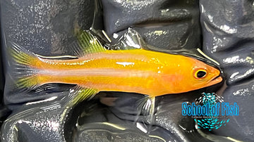 Red Striped Basslet Juv. RSB1