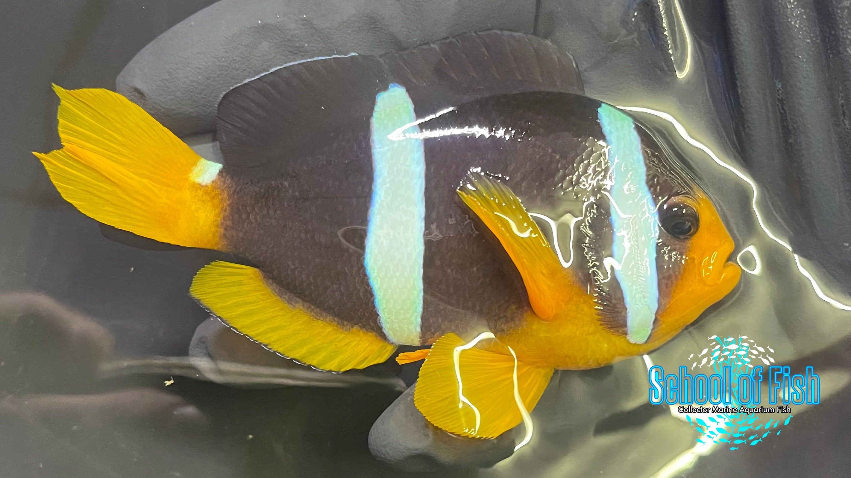 Bicinctus Clown fish Pair WILD BC1 - 0