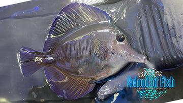 Black Tang Hybrid Tang BTH1