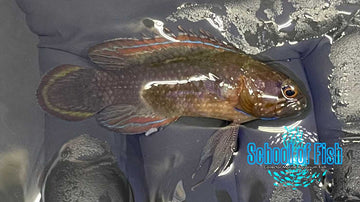 Black Longfin Grouper B1