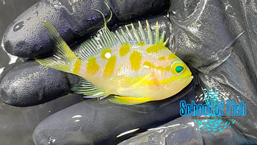 Borbonious Anthias BA1