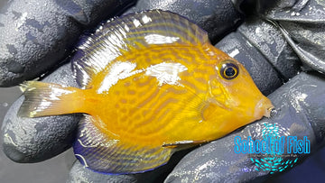 Chevron Tang Juvenile CTJ2