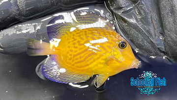 Chevron Tang Juvenile CTJ1