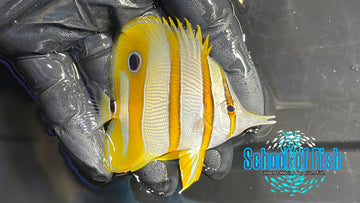 Copperband Butterflyfish CB1