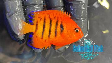 Flame Dwarf Angelfish FA1