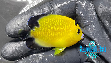 Goldflake Angelfish BA Captive GF4