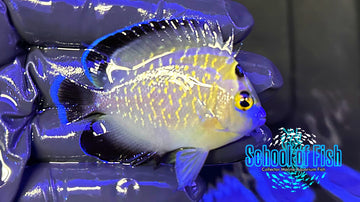 Goldflake Angelfish WILD GFA4