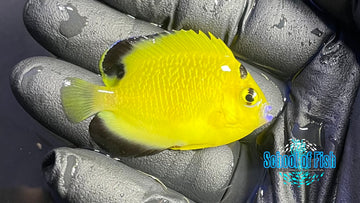 Goldflake Angelfish BA Captive GF11