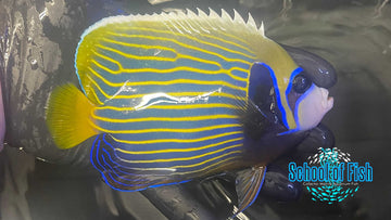 X-Mas Island Imperator 5" CI3