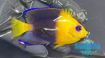 Joculator Dwarf Angelfish Adult JAA2