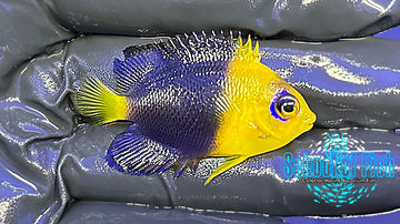 Coco Island Dwarf Angelfish Juv. CIA2