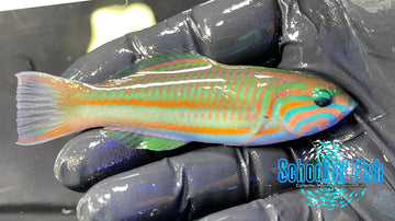 Klunzinger Wrasse Red Sea KW1